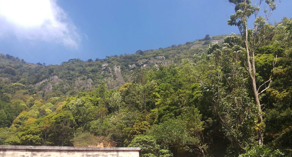Raja Andhuvan Coffee Estate, Meghamalai 3